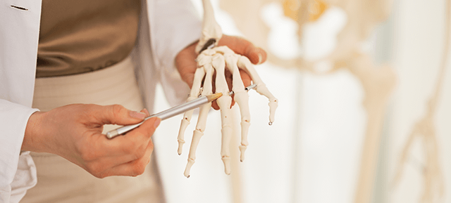 骨の模型