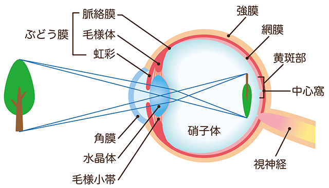 目の構造　断面図